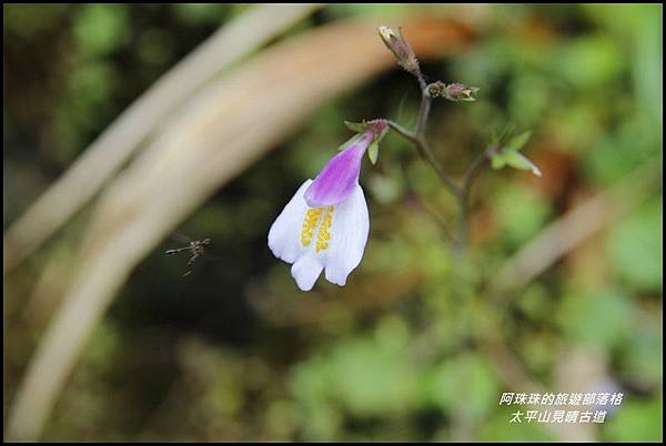 太平山見晴古道36.JPG 太平山見晴古道36.JPG