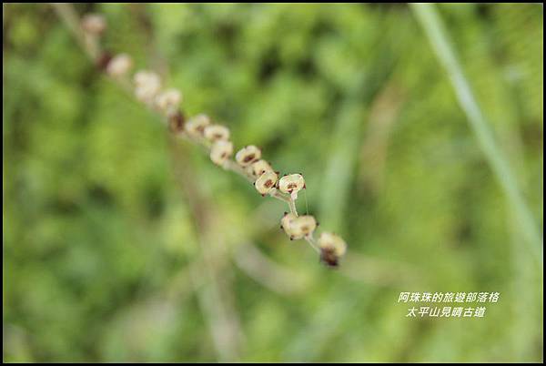 太平山見晴古道37.JPG 太平山見晴古道37.JPG