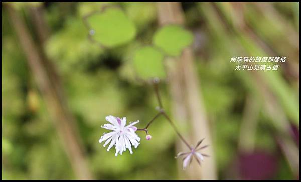 太平山見晴古道38.JPG 太平山見晴古道38.JPG