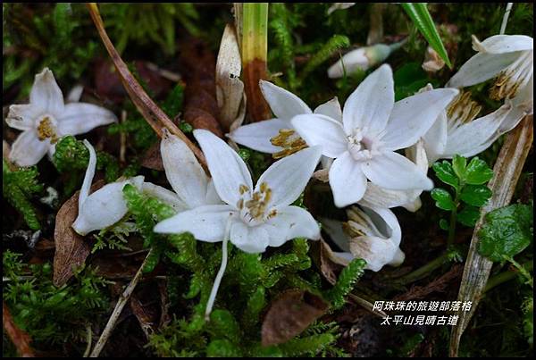 太平山見晴古道44.JPG 太平山見晴古道44.JPG