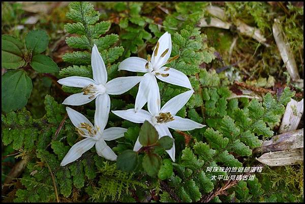 太平山見晴古道45.JPG 太平山見晴古道45.JPG