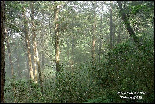 太平山見晴古道47.JPG 太平山見晴古道47.JPG