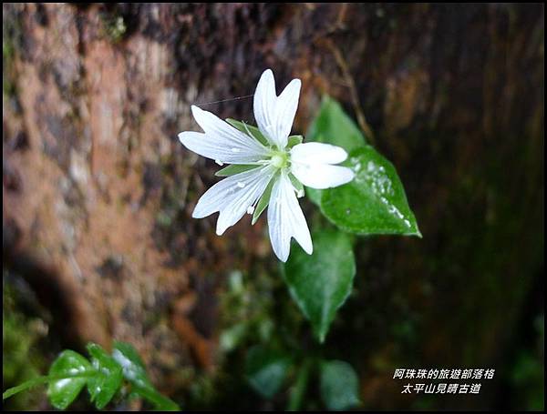 太平山見晴古道50.JPG