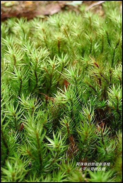 太平山見晴古道49.JPG 太平山見晴古道49.JPG