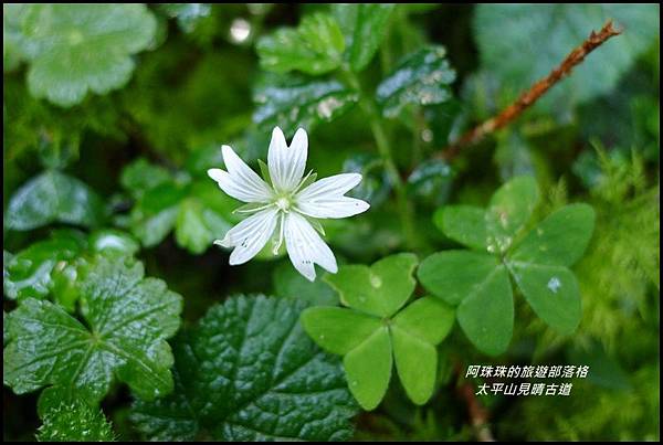 太平山見晴古道51.JPG 太平山見晴古道51.JPG