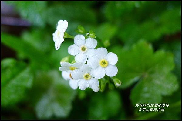 太平山見晴古道53.JPG 太平山見晴古道53.JPG