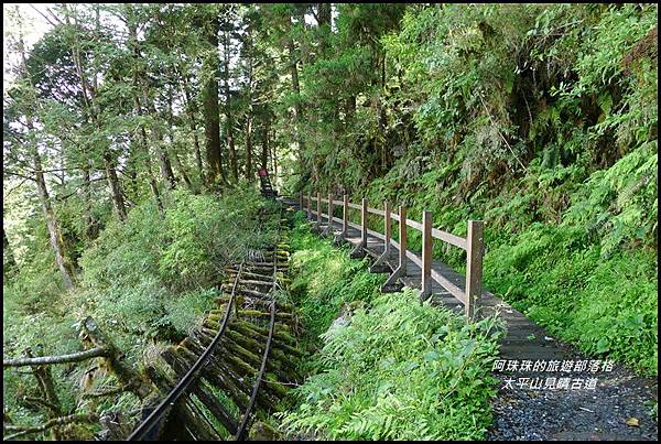 太平山見晴古道56.JPG