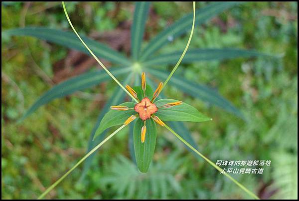 太平山見晴古道61.JPG 太平山見晴古道61.JPG