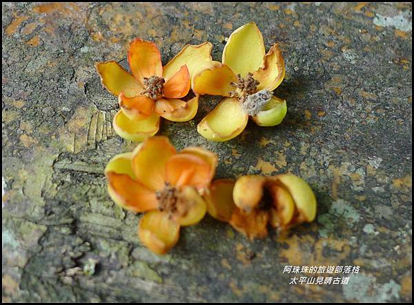 太平山見晴古道64.JPG 太平山見晴古道64.JPG