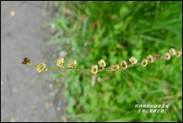 太平山見晴古道66.JPG 太平山見晴古道66.JPG