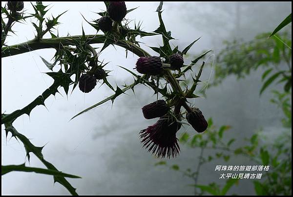太平山見晴古道65.JPG 太平山見晴古道65.JPG