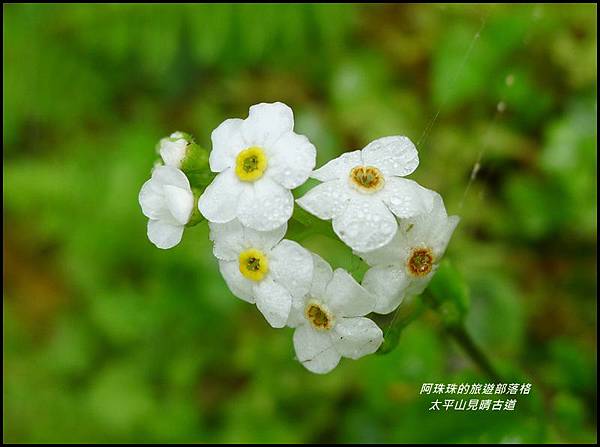 太平山見晴古道67.JPG 太平山見晴古道67.JPG