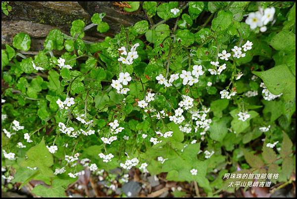 太平山見晴古道68.JPG 太平山見晴古道68.JPG