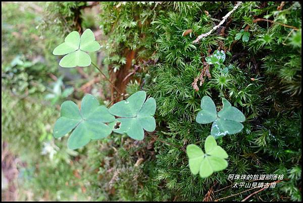 太平山見晴古道71.JPG 太平山見晴古道71.JPG