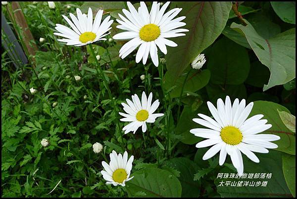 太平山望洋山步道2.JPG 太平山望洋山步道2.JPG