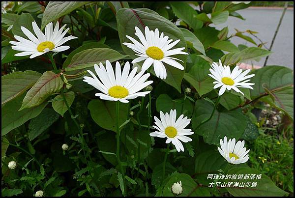 太平山望洋山步道3.JPG 太平山望洋山步道3.JPG