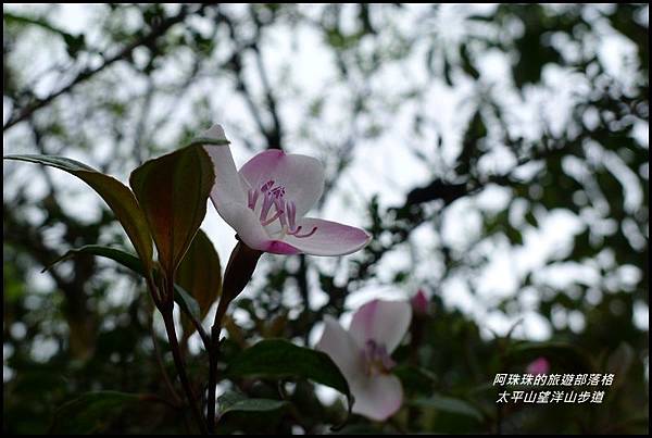 太平山望洋山步道8.JPG 太平山望洋山步道8.JPG