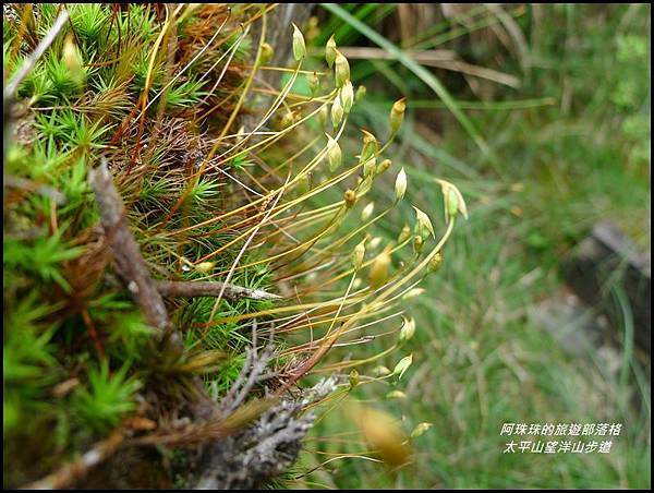 太平山望洋山步道11.JPG 太平山望洋山步道11.JPG