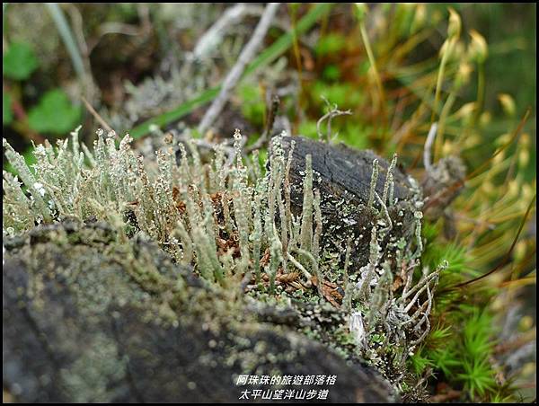 太平山望洋山步道12.JPG 太平山望洋山步道12.JPG
