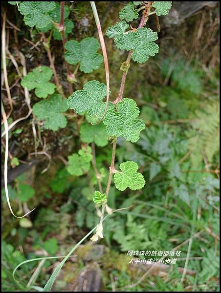 太平山望洋山步道13.JPG 太平山望洋山步道13.JPG