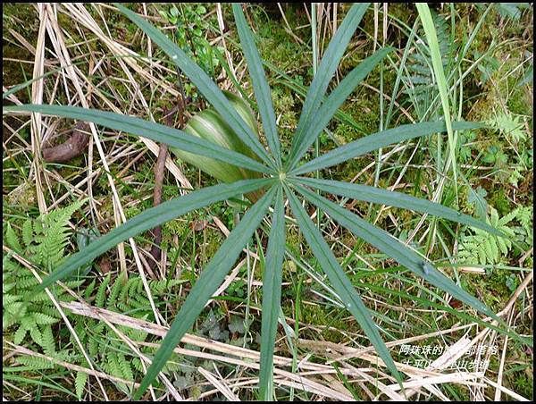 太平山望洋山步道15.JPG 太平山望洋山步道15.JPG