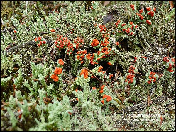 太平山望洋山步道16.JPG 太平山望洋山步道16.JPG
