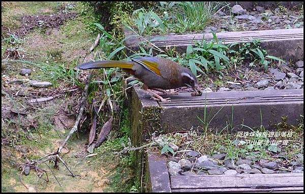 太平山望洋山步道18.JPG 太平山望洋山步道18.JPG