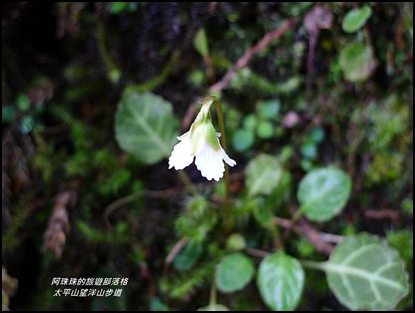 太平山望洋山步道20.JPG 太平山望洋山步道20.JPG