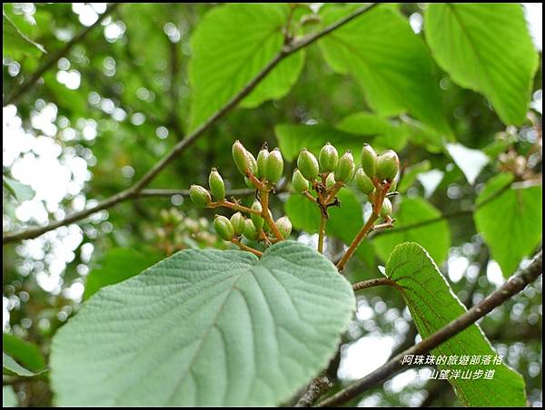 太平山望洋山步道22.JPG