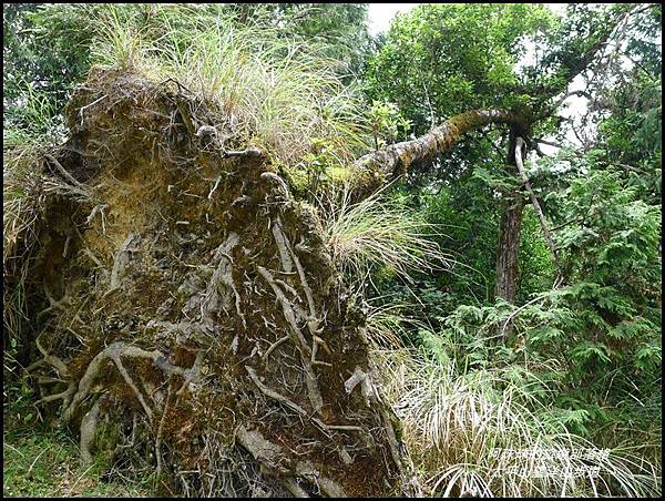 太平山望洋山步道24.JPG 太平山望洋山步道24.JPG