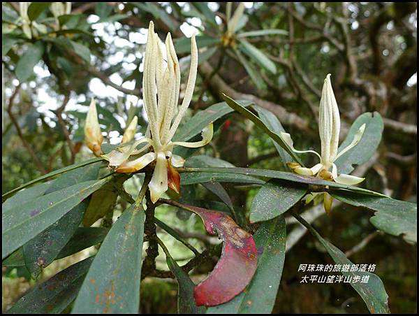 太平山望洋山步道26.JPG 太平山望洋山步道26.JPG