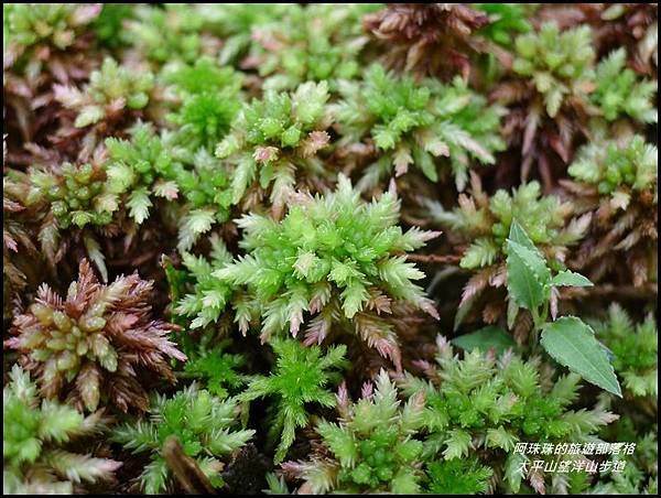 太平山望洋山步道28.JPG 太平山望洋山步道28.JPG