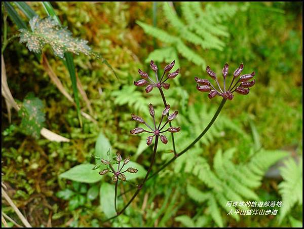 太平山望洋山步道29.JPG 太平山望洋山步道29.JPG