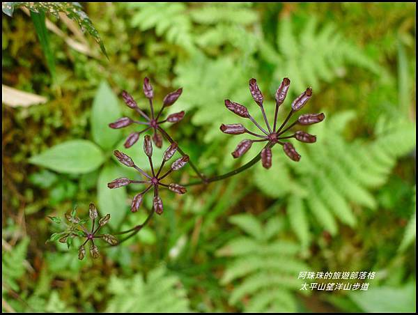 太平山望洋山步道30.JPG 太平山望洋山步道30.JPG