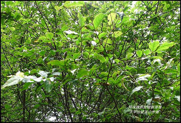 太平山望洋山步道32.JPG 太平山望洋山步道32.JPG