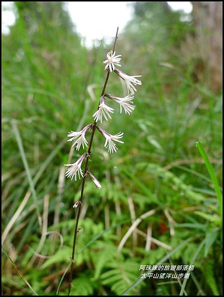 太平山望洋山步道33.JPG 太平山望洋山步道33.JPG
