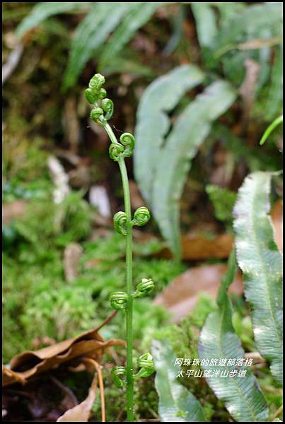 太平山望洋山步道36.JPG