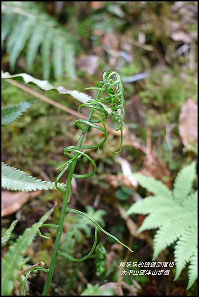 太平山望洋山步道37.JPG