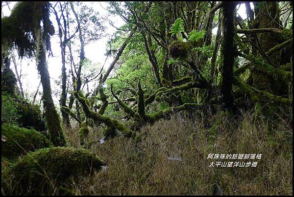 太平山望洋山步道38.JPG 太平山望洋山步道38.JPG