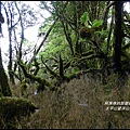 太平山望洋山步道38.JPG