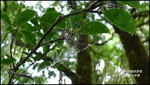 太平山望洋山步道39.JPG 太平山望洋山步道39.JPG