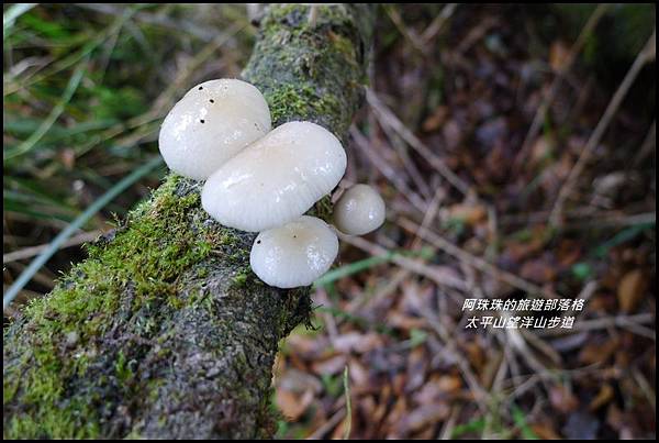 太平山望洋山步道40.JPG 太平山望洋山步道40.JPG
