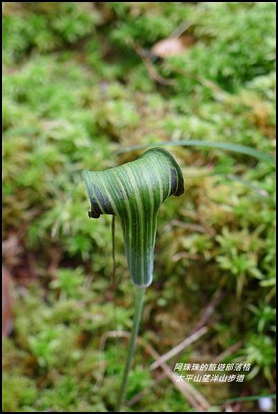 太平山望洋山步道45.JPG