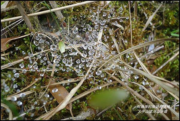 太平山望洋山步道46.JPG 太平山望洋山步道46.JPG
