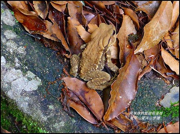 太平山望洋山步道47.JPG