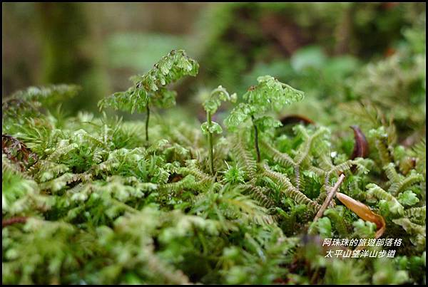 太平山望洋山步道50.JPG