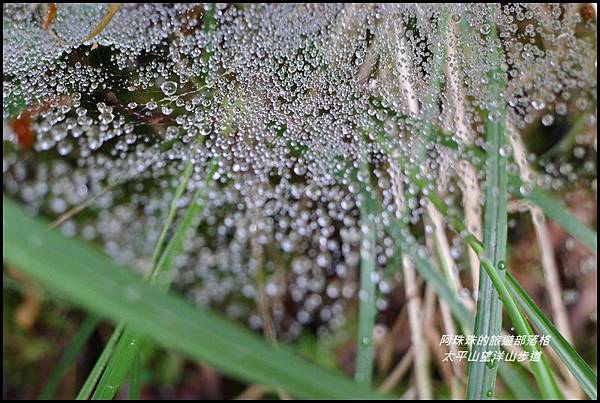 太平山望洋山步道51.JPG 太平山望洋山步道51.JPG