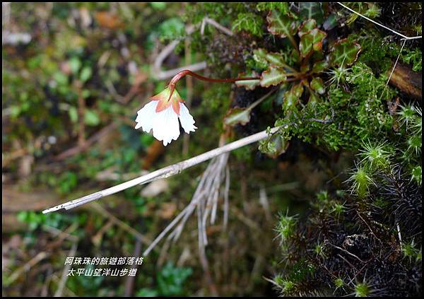 太平山望洋山步道52.JPG