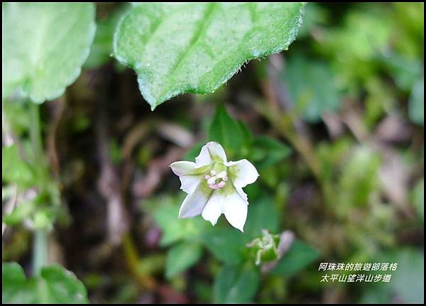 太平山望洋山步道54.JPG 太平山望洋山步道54.JPG