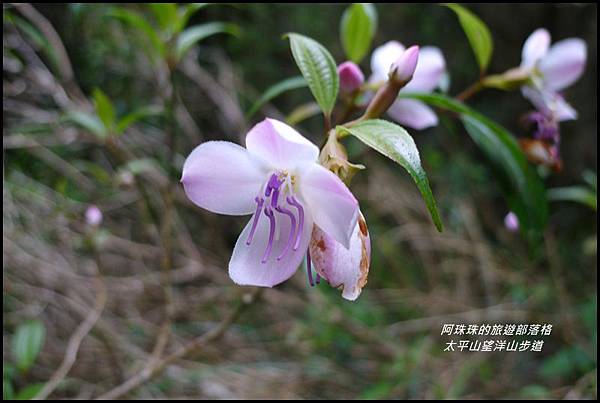 太平山望洋山步道55.JPG 太平山望洋山步道55.JPG